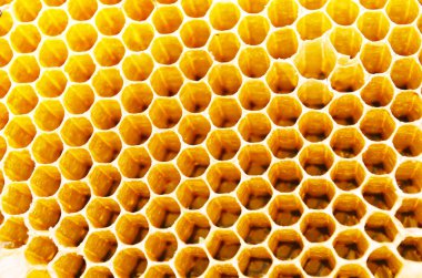 hücreleri arılar bal