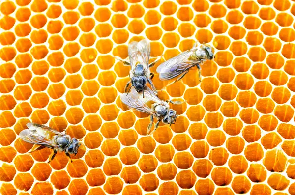 Пчелиные клетки меда — стоковое фото