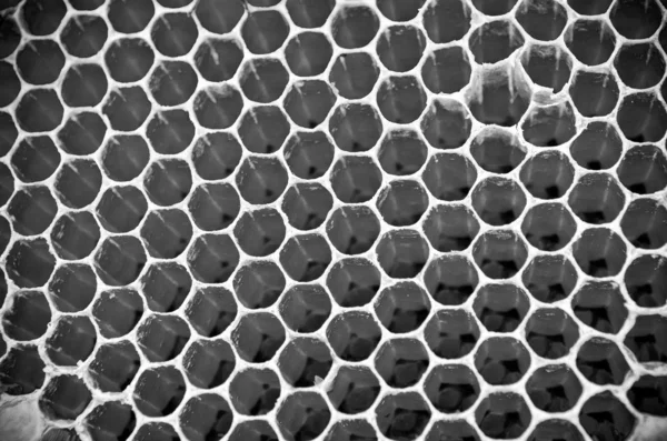 Bijen honing cellen — Stockfoto