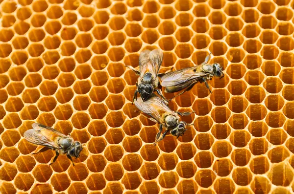 Honigzellen der Bienen — Stockfoto