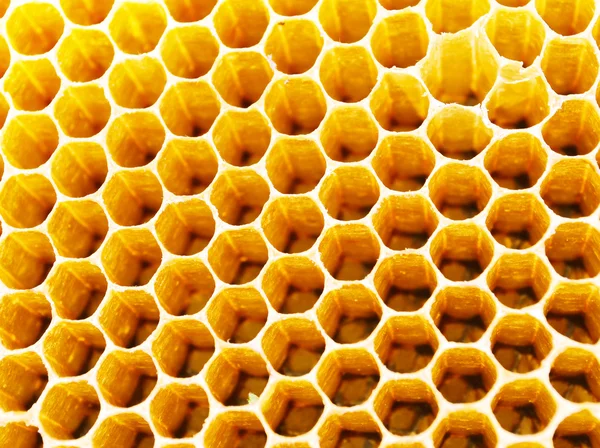 Bees honey cells — Stock Photo, Image