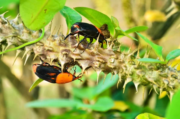 Beetle Rhynchophorus — Stock Photo, Image