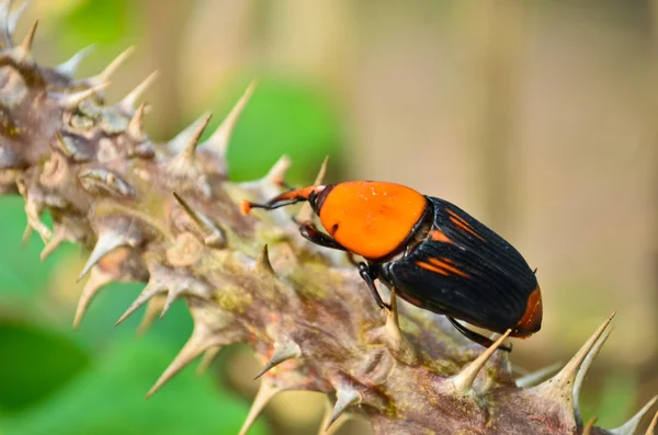 Beetle Rhynchophorus — Stock Photo, Image