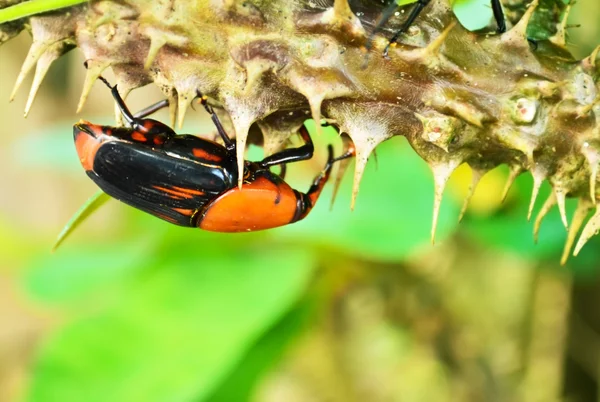 Rhynchophorus-Käfer — Stockfoto
