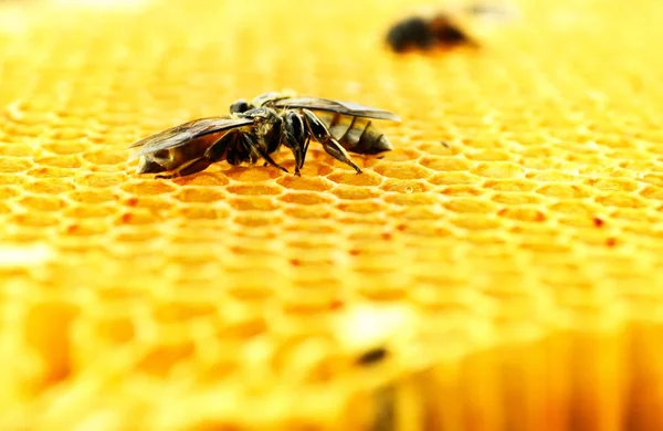 Abejas células de miel —  Fotos de Stock