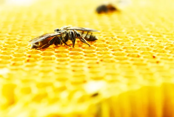 Abejas células de miel —  Fotos de Stock