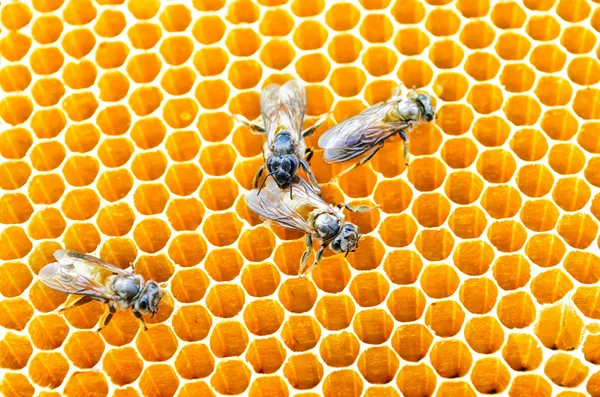 Abejas células de miel —  Fotos de Stock