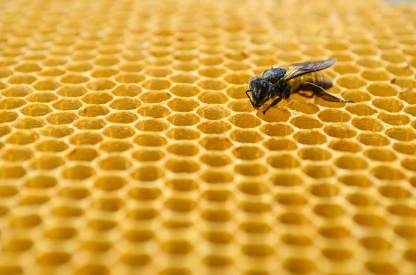 Abejas células de miel —  Fotos de Stock