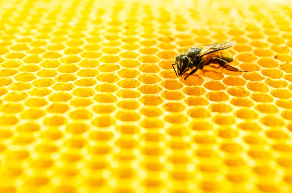 Abejas células de miel — Foto de Stock