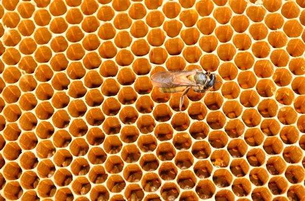 Včelí med buňky — Stock fotografie