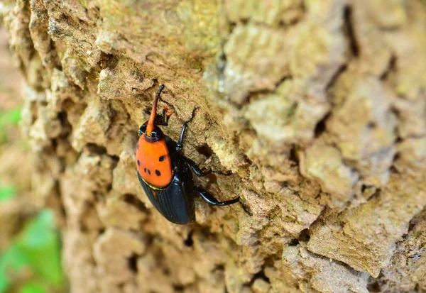 Escarabajo Rhynchophorus —  Fotos de Stock