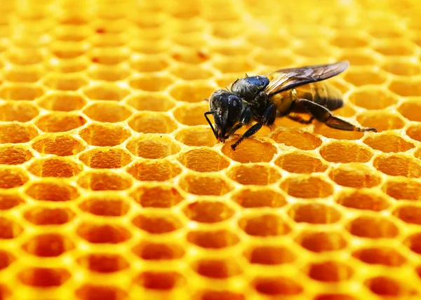 Abejas células de miel —  Fotos de Stock