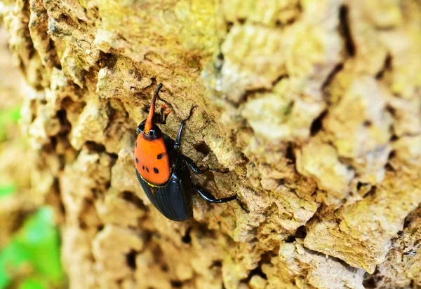 Rhynchophorus-Käfer — Stockfoto