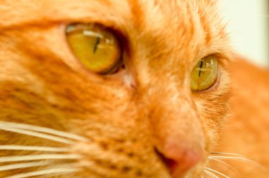 kedi closeup