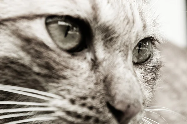 Cat Closeup — Fotografie, imagine de stoc