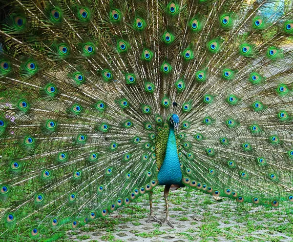 Yeşil güzel tavuskuşu — Stok fotoğraf