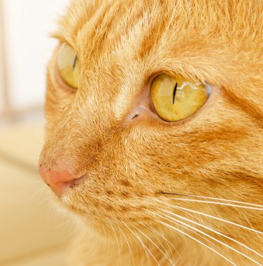 kedi closeup