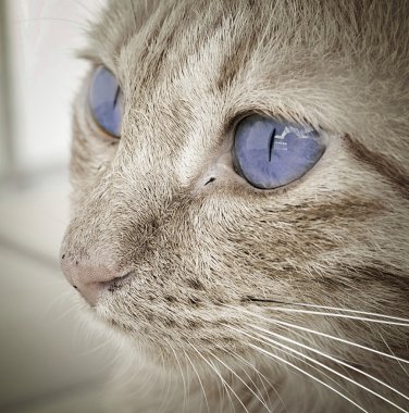 Cat Closeup clipart