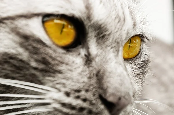 Cat Closeup — Fotografie, imagine de stoc