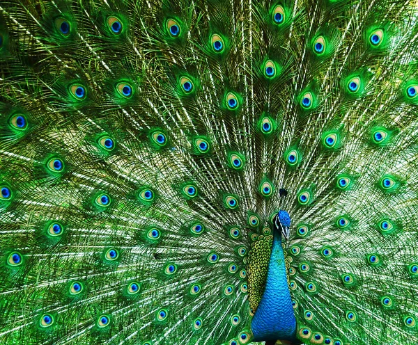 Yeşil güzel tavuskuşu — Stok fotoğraf