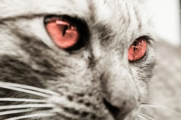 Cat Closeup — Fotografie, imagine de stoc