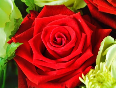 Sevgiliye kırmızı gül