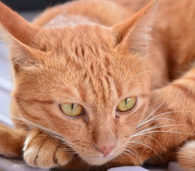 kedi portre