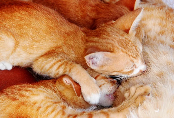 Cat nursing her kittens — Stock Photo, Image