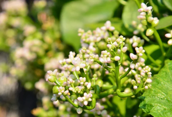 Verduras en la cerca — Foto de Stock