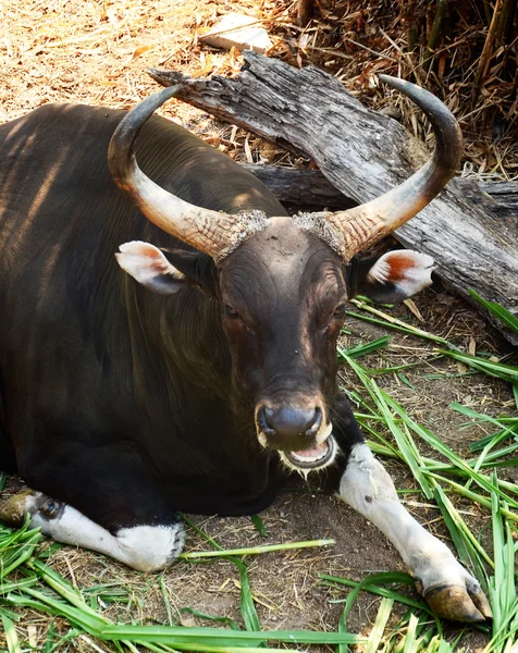 남자와 열대우림에 banteng — 스톡 사진