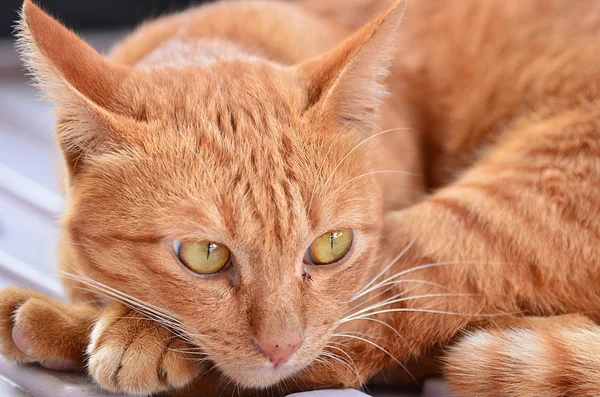 Cat portrait — Stock Photo, Image