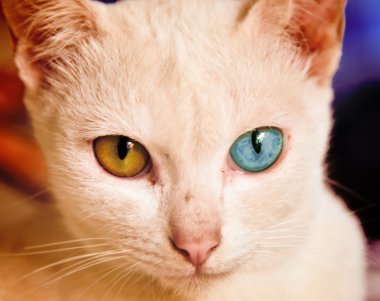 beyaz kedi