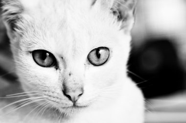 beyaz kedi