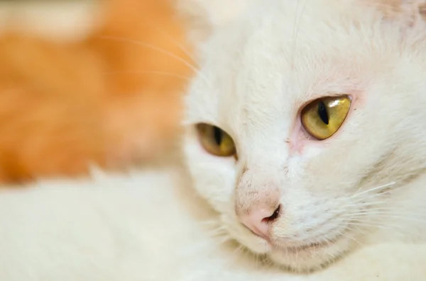 White cat — Stock Photo, Image