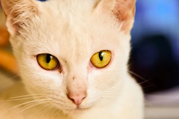 White cat — Stock Photo, Image