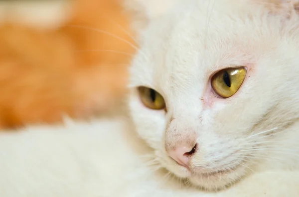 Gatto bianco — Foto Stock