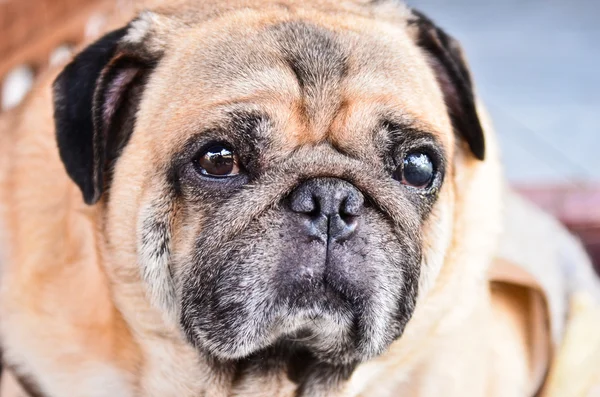 A Pug Dog — Stock Photo, Image