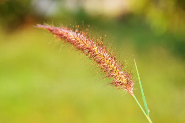 Поле травы — стоковое фото