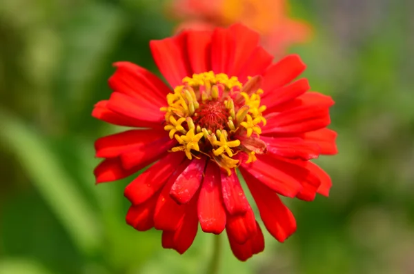 Colorful flower red — Stock Photo, Image