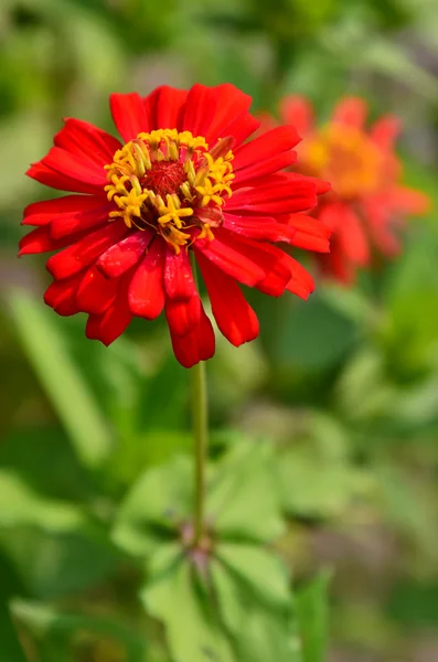 Colorful flower red in nature — Stock Photo, Image