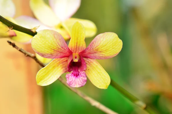 Hermosa orquídea púrpura — Foto de Stock