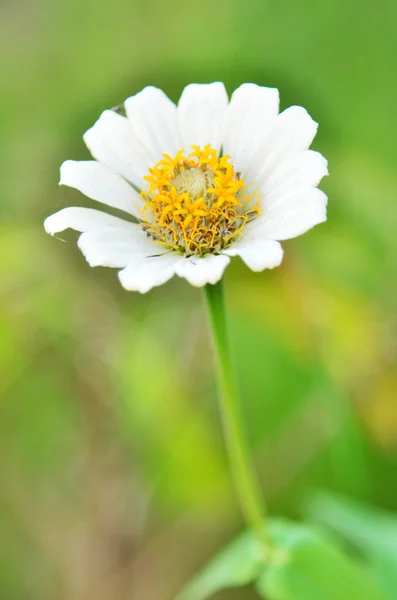 Flor na natureza — Fotografia de Stock