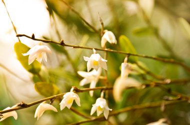 güzel orkide çiçek çiçek