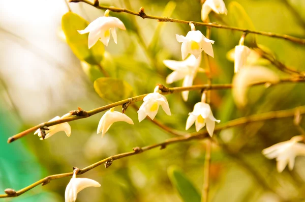 Mooie orchideebloem floral — Stockfoto