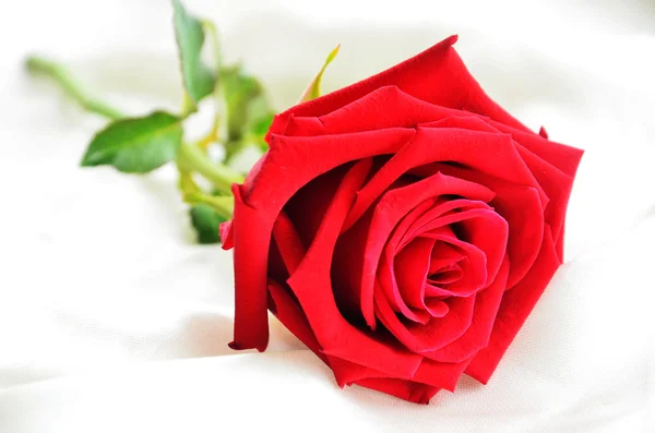 Rose rosse su tessuto — Foto Stock