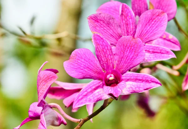 Цветок прекрасной орхидеи — стоковое фото