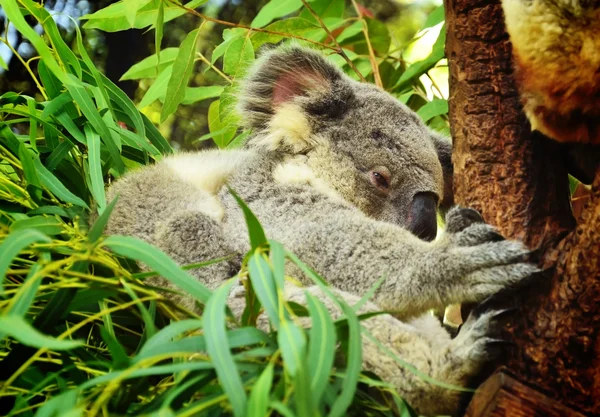 Miś Koala — Zdjęcie stockowe