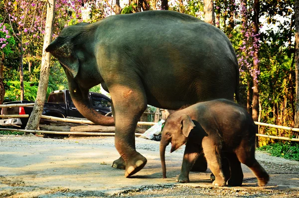 Baby elephant with the mother — Stock Photo, Image