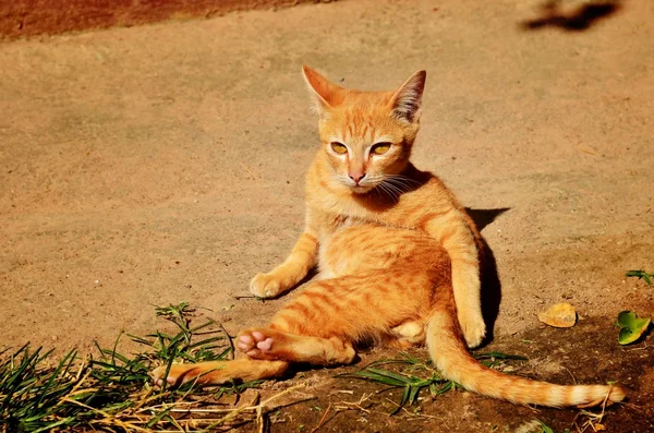 Kitten sunbathe — Stock Photo, Image