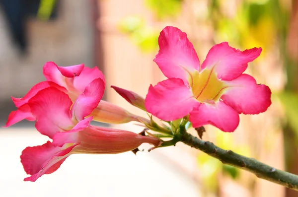 Pouštní růže — Stock fotografie